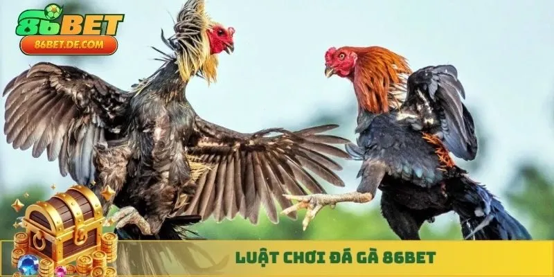 Những chiến kê tham gia trận đá gà sẽ phải được cân và đo để xác định cân nặng